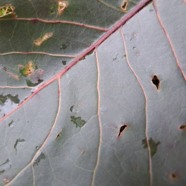 Populus deltoides 叶