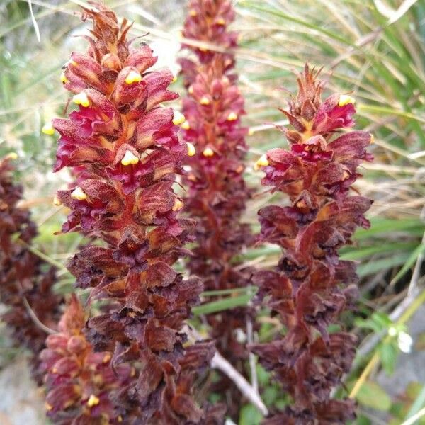 Orobanche foetida Virág