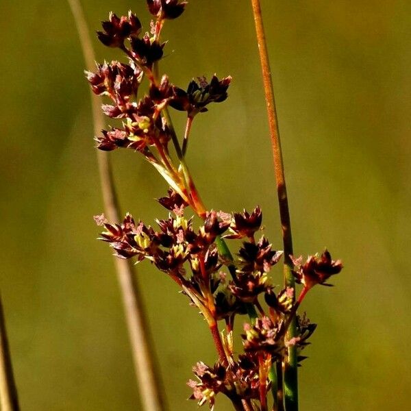 Juncus acutiflorus Flower