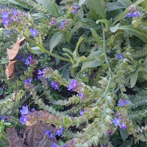 Anchusa officinalis Habit