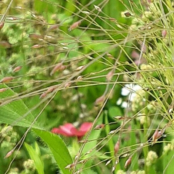 Panicum capillare Λουλούδι