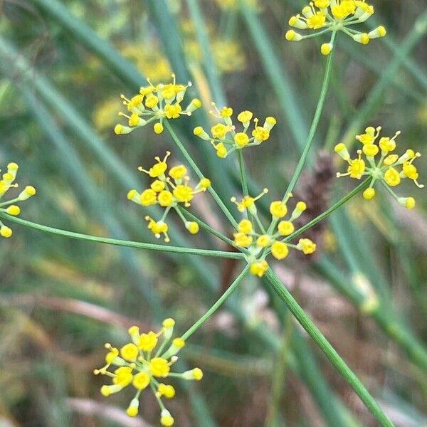 Foeniculum vulgare Õis