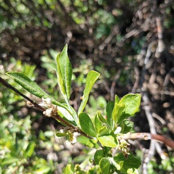 Salix commutata 葉