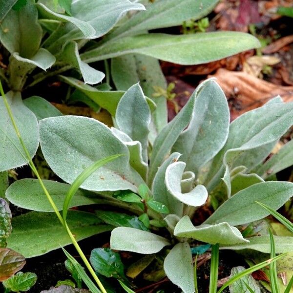 Lychnis flos-jovis Hábito