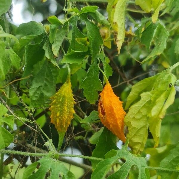 Momordica charantia Fruit