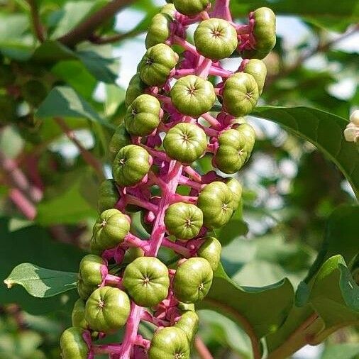 Phytolacca americana Frucht