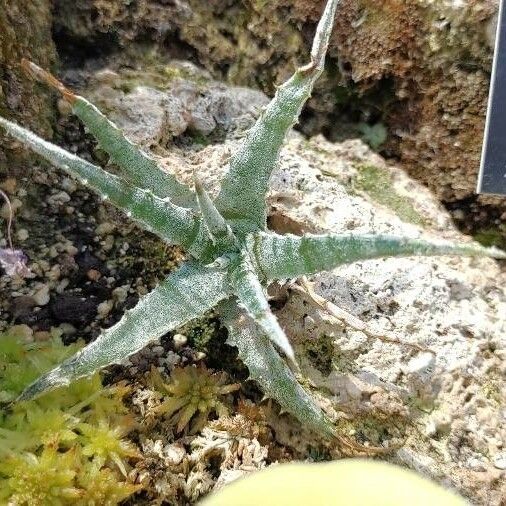 Dyckia marnier-lapostollei Leht