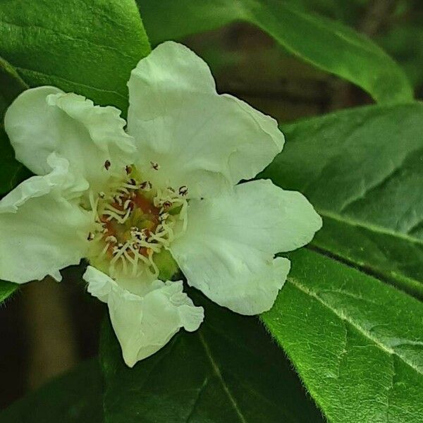 Mespilus germanica Flors