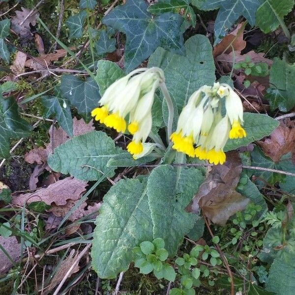 Primula veris Blomma