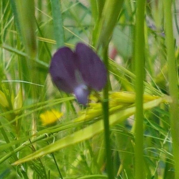 Vicia peregrina Floare