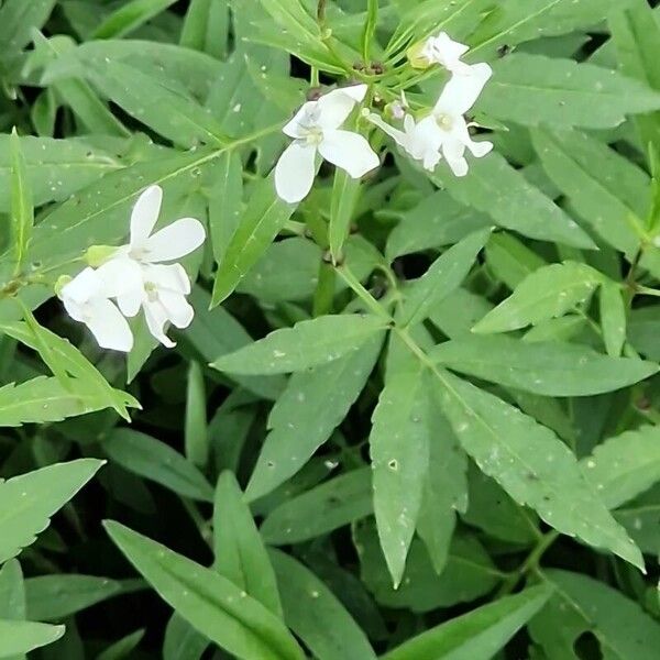 Cardamine bulbifera Flower