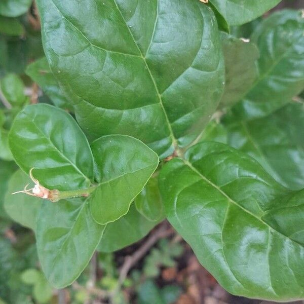 Jasminum sambac Лист