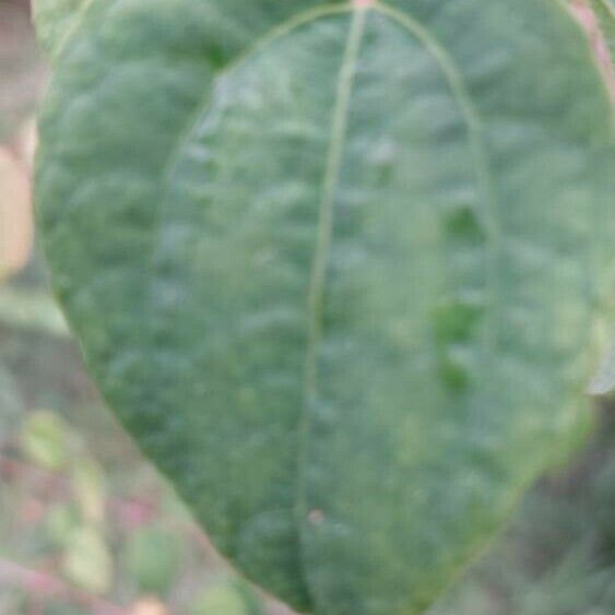 Cercidiphyllum japonicum List