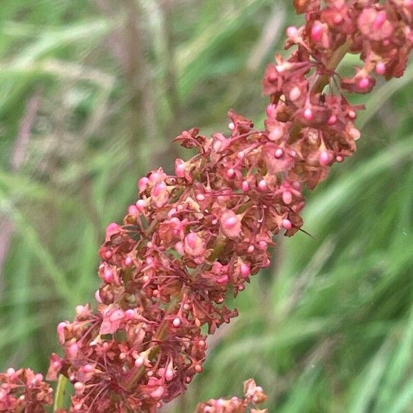 Rumex crispus Flower