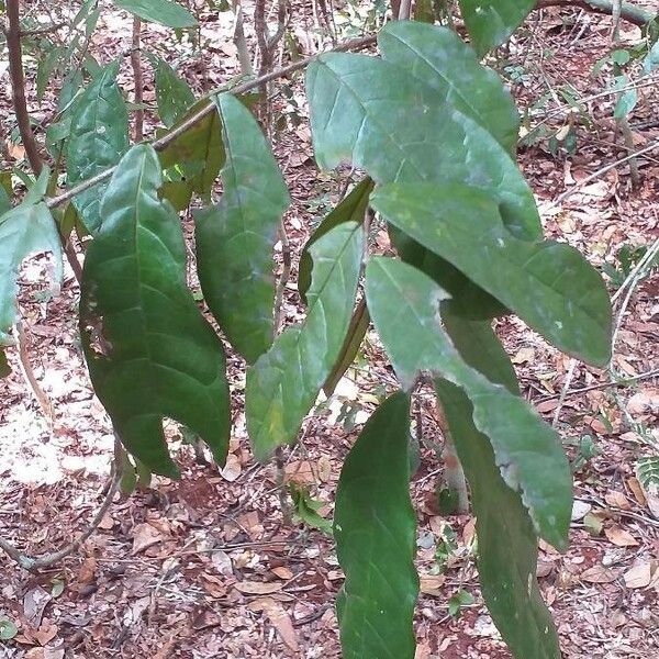 Combretum illairii Leaf