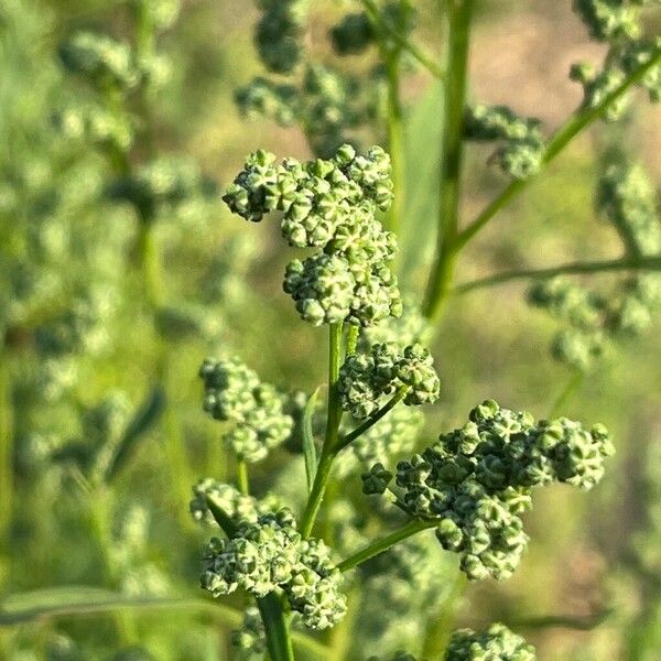 Chenopodium ficifolium Fiore