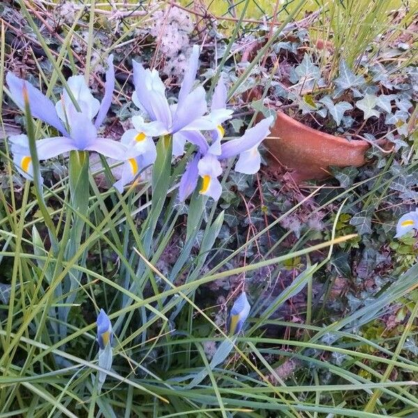 Iris xiphium Flower