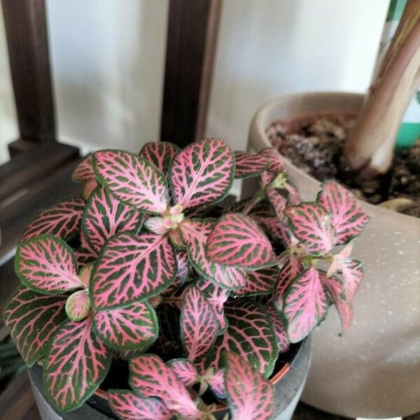 Fittonia albivenis Листок