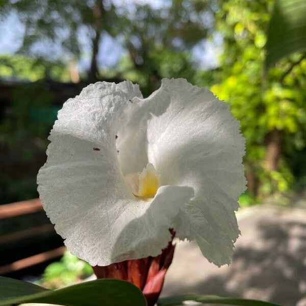 Hellenia speciosa Flor