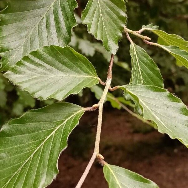 Fagus sylvatica Rhisgl