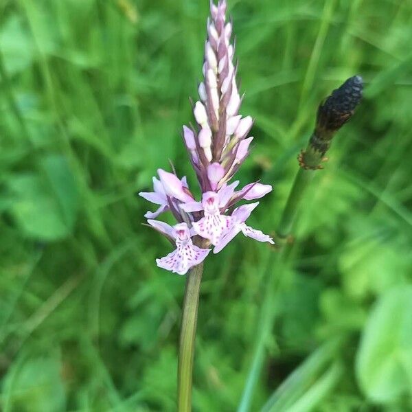 Dactylorhiza fuchsii Flower