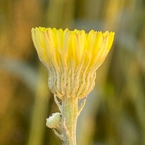 Andryala ragusina Blomma