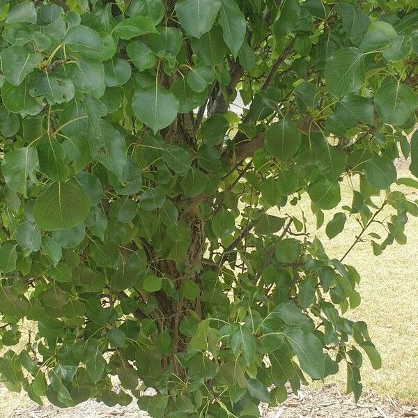 Pyrus calleryana Blad