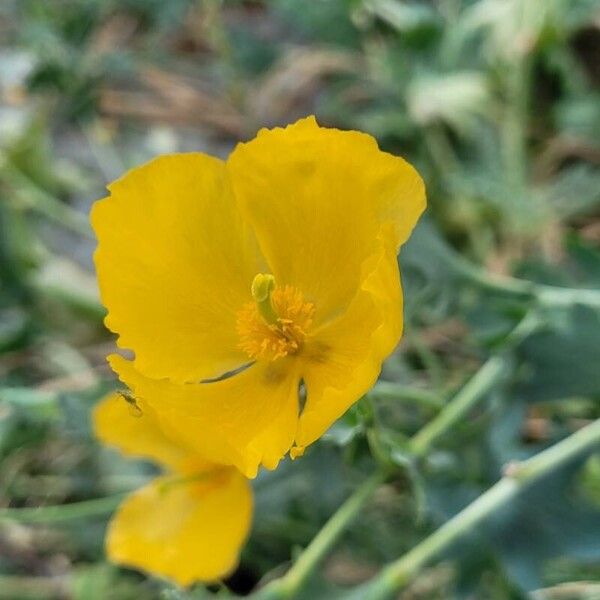 Glaucium flavum Кветка