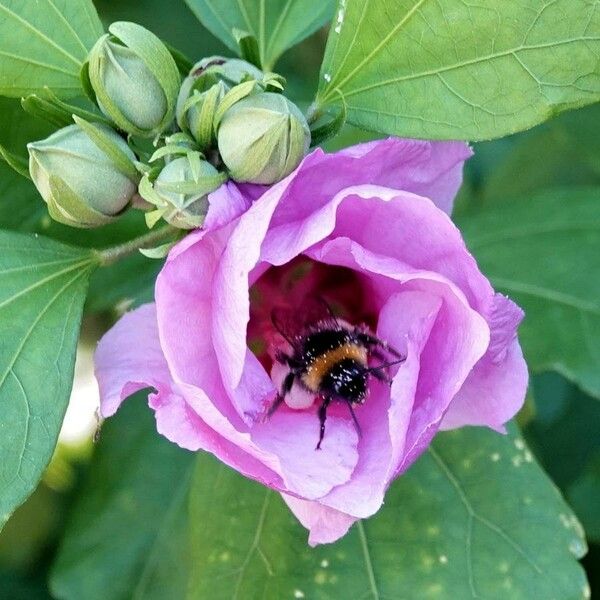 Hibiscus syriacus Flor