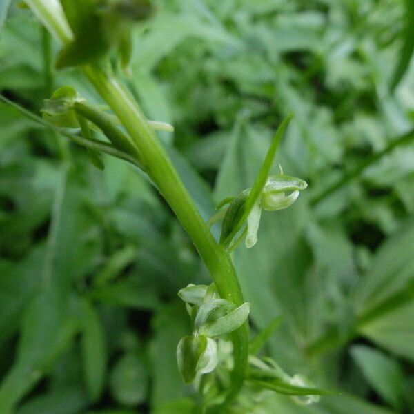 Platanthera sparsiflora Flower