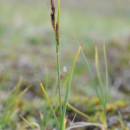 Carex bigelowii Hábito