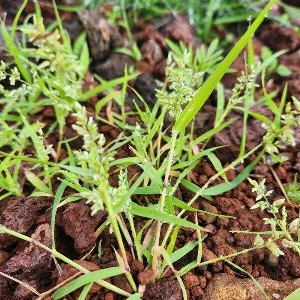 Eragrostis cilianensis Žiedas