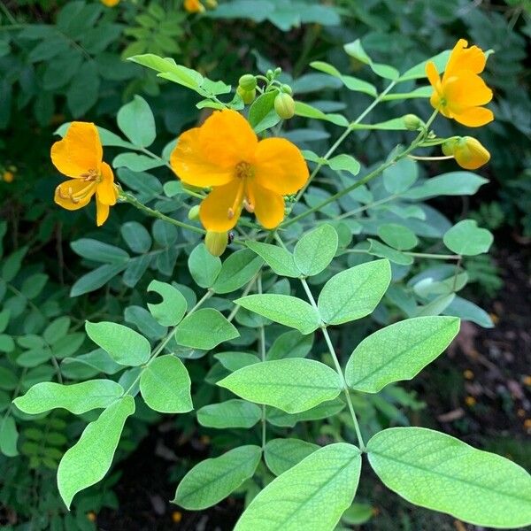 Senna occidentalis Flower