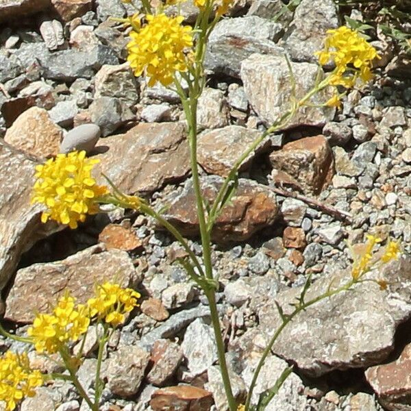 Sisymbrium austriacum Õis