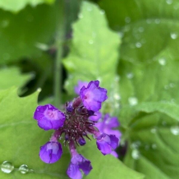 Verbena rigida Flower