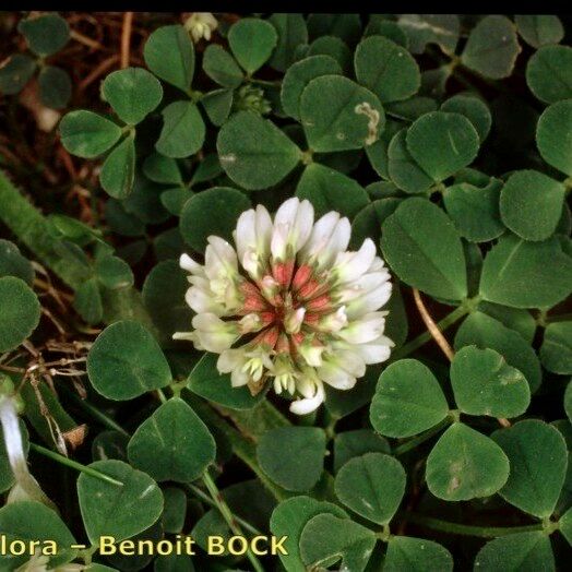 Trifolium occidentale Other