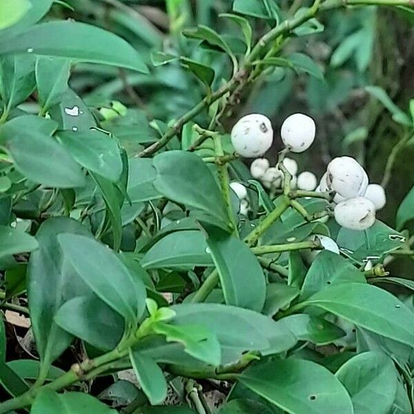 Psychotria serpens ᱥᱟᱠᱟᱢ