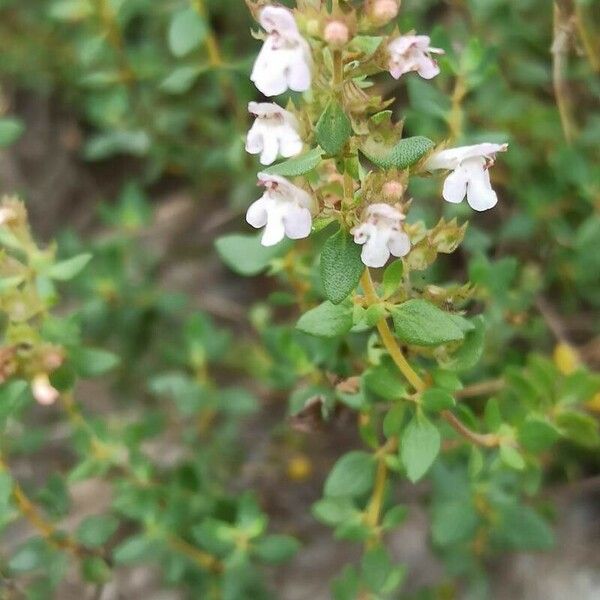 Thymus piperella Flor