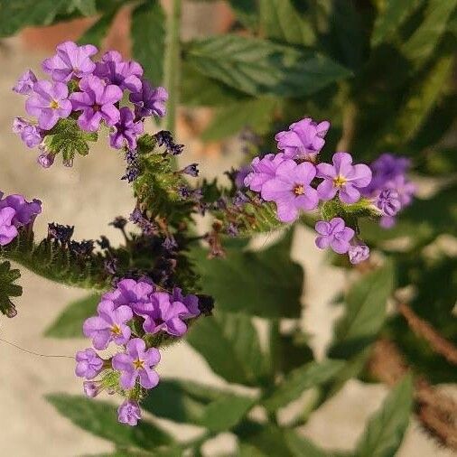 Heliotropium amplexicaule Flower