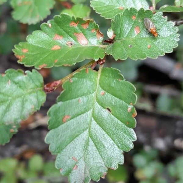Nothofagus pumilio Leaf