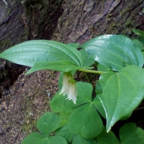 Prosartes smithii Lehti