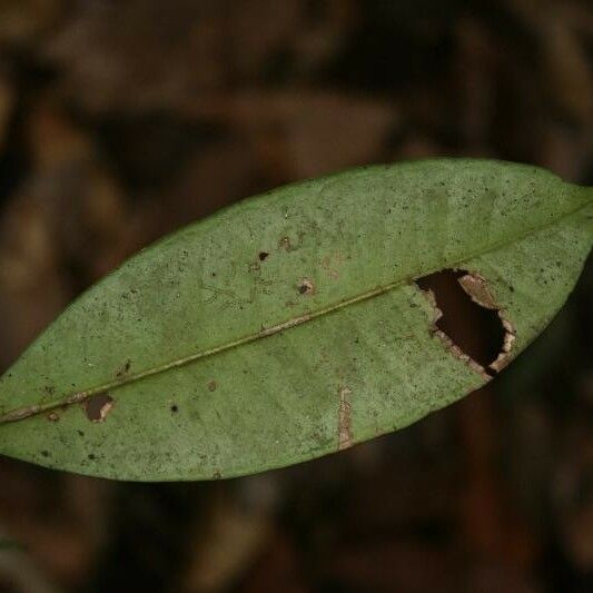 Myrcia decorticans Leaf