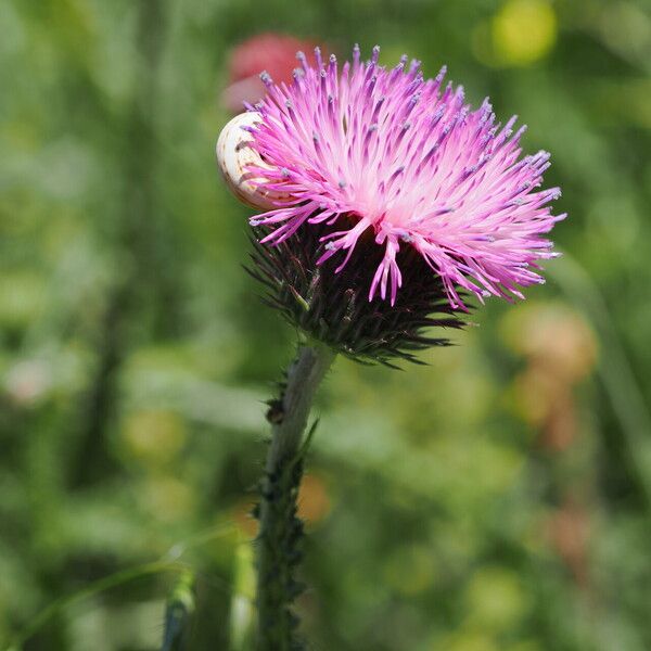 Carduus acanthoides Flower