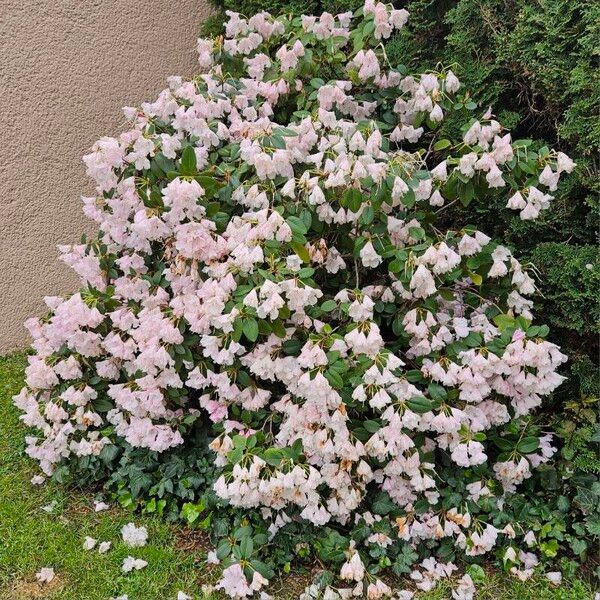 Rhododendron callimorphum Habitatea