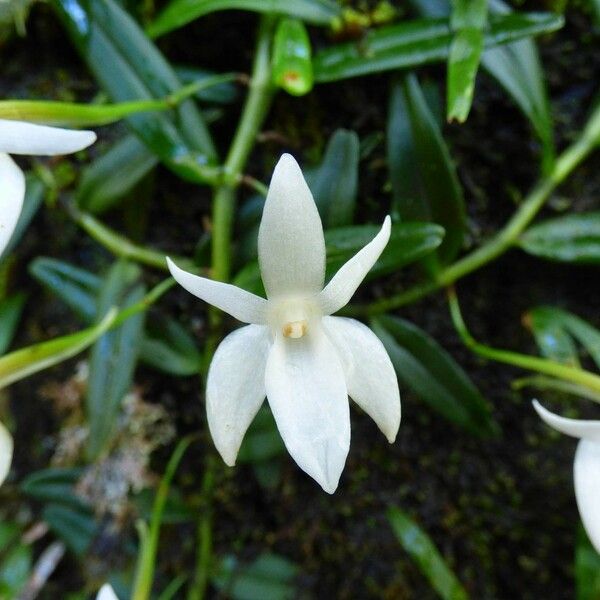 Angraecum ramosum Цветок