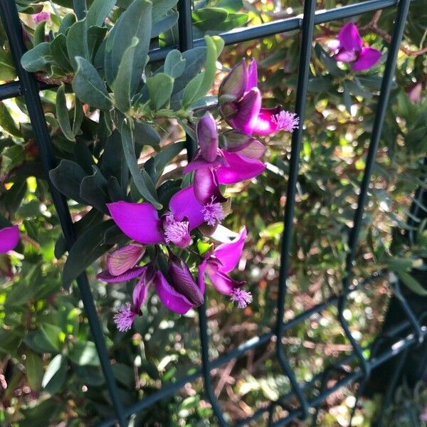 Polygala myrtifolia പുഷ്പം