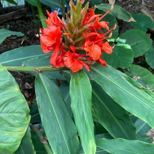 Hedychium coccineum Blüte