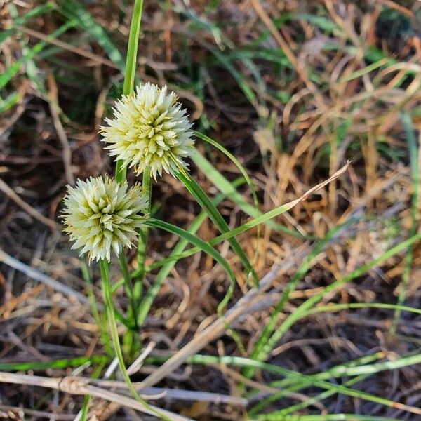 Cyperus niveus 花