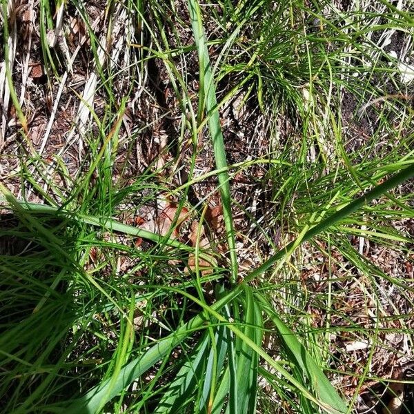 Anthericum ramosum Folla