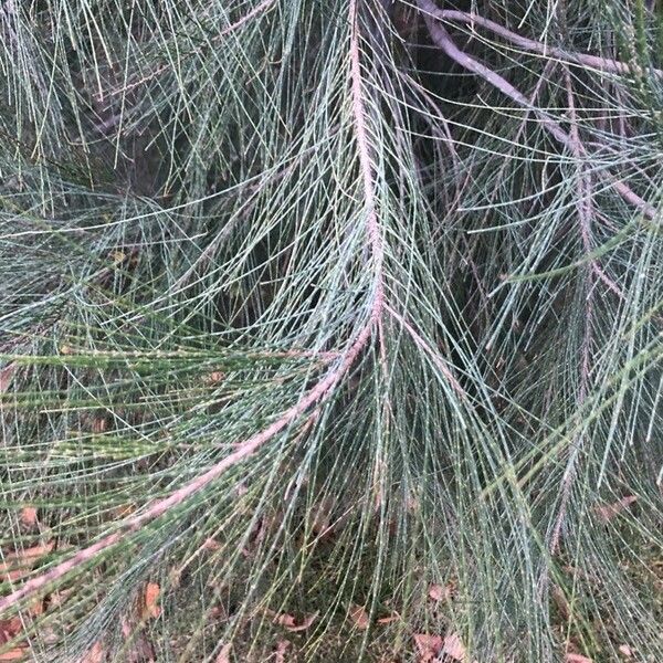 Casuarina cunninghamiana Lehti